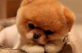 Image result for Baby Dogs