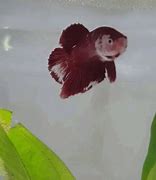 Image result for Blue Betta Fish iPhone Wallpaper