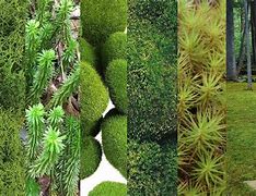 Image result for Kinds of Moss
