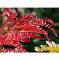 Image result for Gleditsia triacanthos Ruby Lace