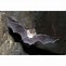 Image result for Smoky Bat