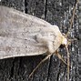 Image result for Vines Rustic Moth