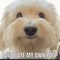 Image result for Friendly Dog Meme