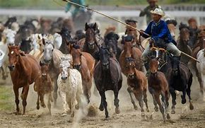 Image result for Inner Mongolia Harness Racing