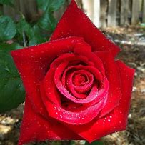 Image result for Honor Hybrid Tea Rose