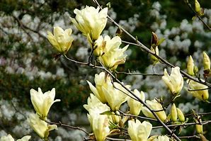 Image result for Magnolia Yellow River