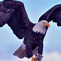 Image result for Biggest Eagle Ever Caught