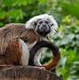Image result for Animals Native to Central America