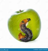 Image result for Little Worms On Apple Tree