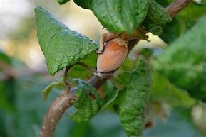 Image result for Corylus avellana Contorta