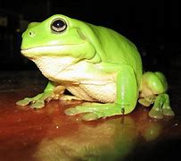 Image result for Green Frog Aesthetic