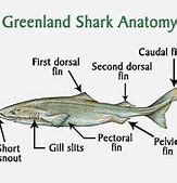 Image result for Greenland Shark Anatomy