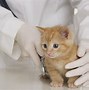 Image result for Cat in Vet Office