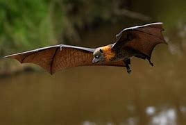 Image result for Salim Ali Fruit Bat