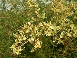 Image result for lawsonia_inermis