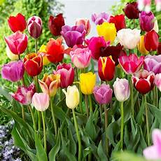 casa giardino palermo tulipani triumph mixed casa giardino casa giardino palermo tulipani triumph mixed casa giardino
