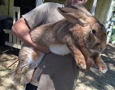 Image result for Really Fat Bunny