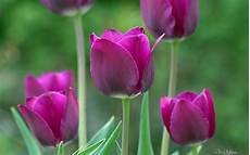 tulipani fiori fiori viola tulipani primavera hd wallpaper gratis tulipani fiori fiori viola tulipani primavera hd wallpaper gratis