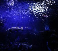 Image result for Deep Sea Photography
