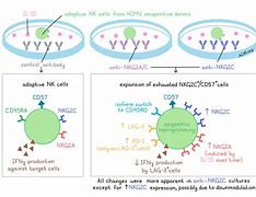 Image result for Nk Cell Activation