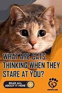 Image result for Judgemental Stare Cat