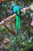 Image result for quetzal 