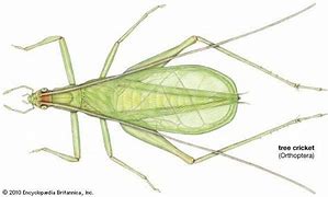 Image result for Cricket Wings Sound