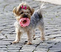 Image result for Remote Control Dog Toy