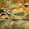 Image result for Plumed Basilisk Lizard