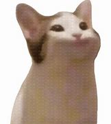Image result for Cat No Torso Meme