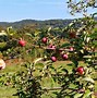 Image result for Country Apple Orchard