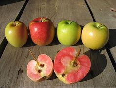 Image result for Red Flesh Apple Trees