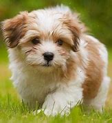 Image result for Most Healthy Small Dog Breeds