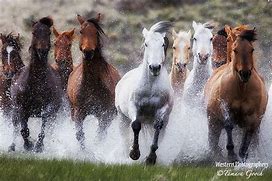 Image result for Pretty Wild Horses Running