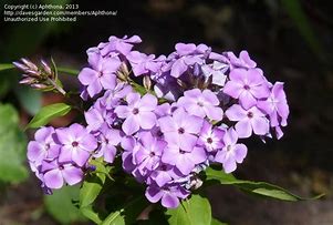 Résultat d’images pour Phlox Violet Flame (Paniculata-Group)