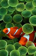 Image result for iPhone 6s Fish Wallpaper