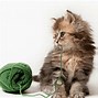 Image result for Cats Are the Cutest Animals in the World