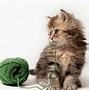 Image result for Kitten Cute Animal in the World