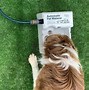 Image result for Dog Water Trough