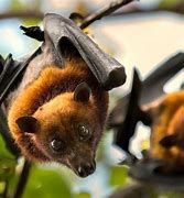 Image result for Happy Fruit Bat