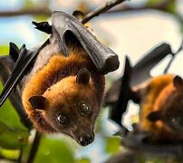 Image result for Fruit Bat On a Branch