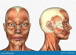 Image result for Muscle Anatomy Side View