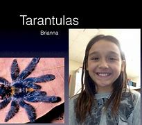 Image result for Spermatheca Tarantula