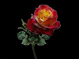 Image result for Rose Flower Art
