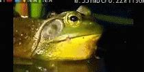 Image result for GIF Meme Frog PEP for Stream E