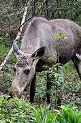Image result for alces�n