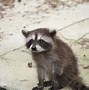 Image result for Sad Baby Raccoon Meme