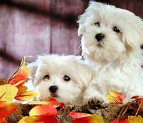 Image result for Cute Puppies Desktop Wallpaper