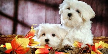 Image result for Cute Pictures for Wallpaper