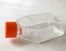 Image result for T25 Cell Culture Flask
